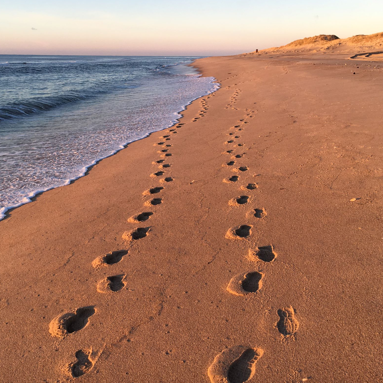 Steve's Pet Food Supplies Inc